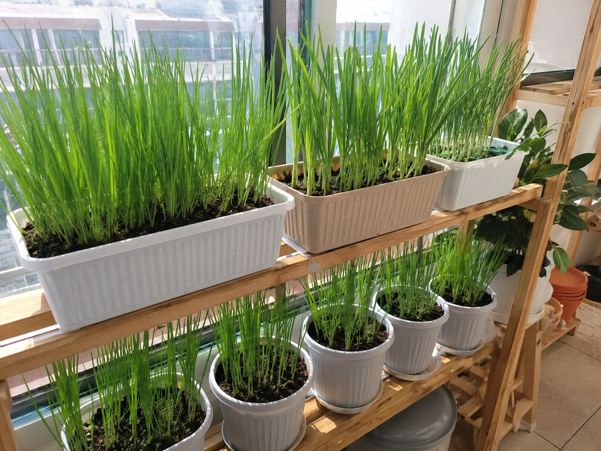 chives2.png